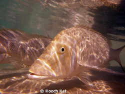 Coral Bay - Western Australia.
Northwest Snapper - one o... by Kooch Kat 